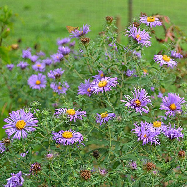 New England Aster (Symphyotrichum novae - angliae) - Shop-orias