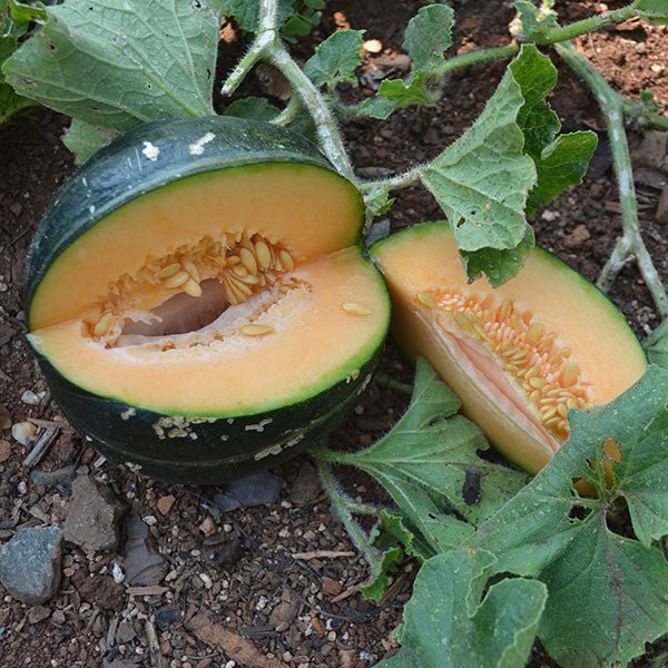 Noir des Carmes Melon Seeds (Cucumis melo cv.) - Shop-orias