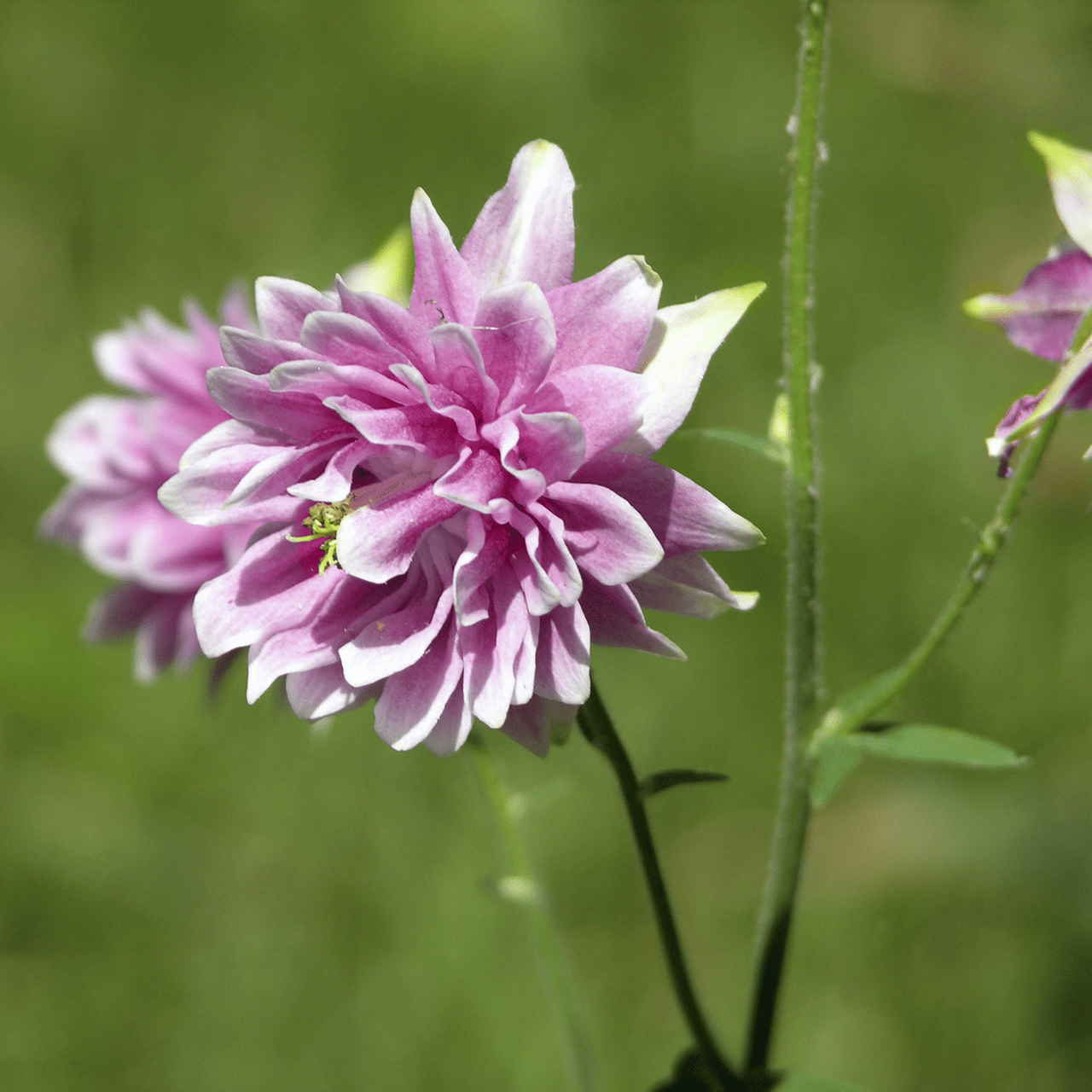 Nora Barlow Columbine Seeds (Aquilegia vulgaris var. stellata cv.) - Shop-orias