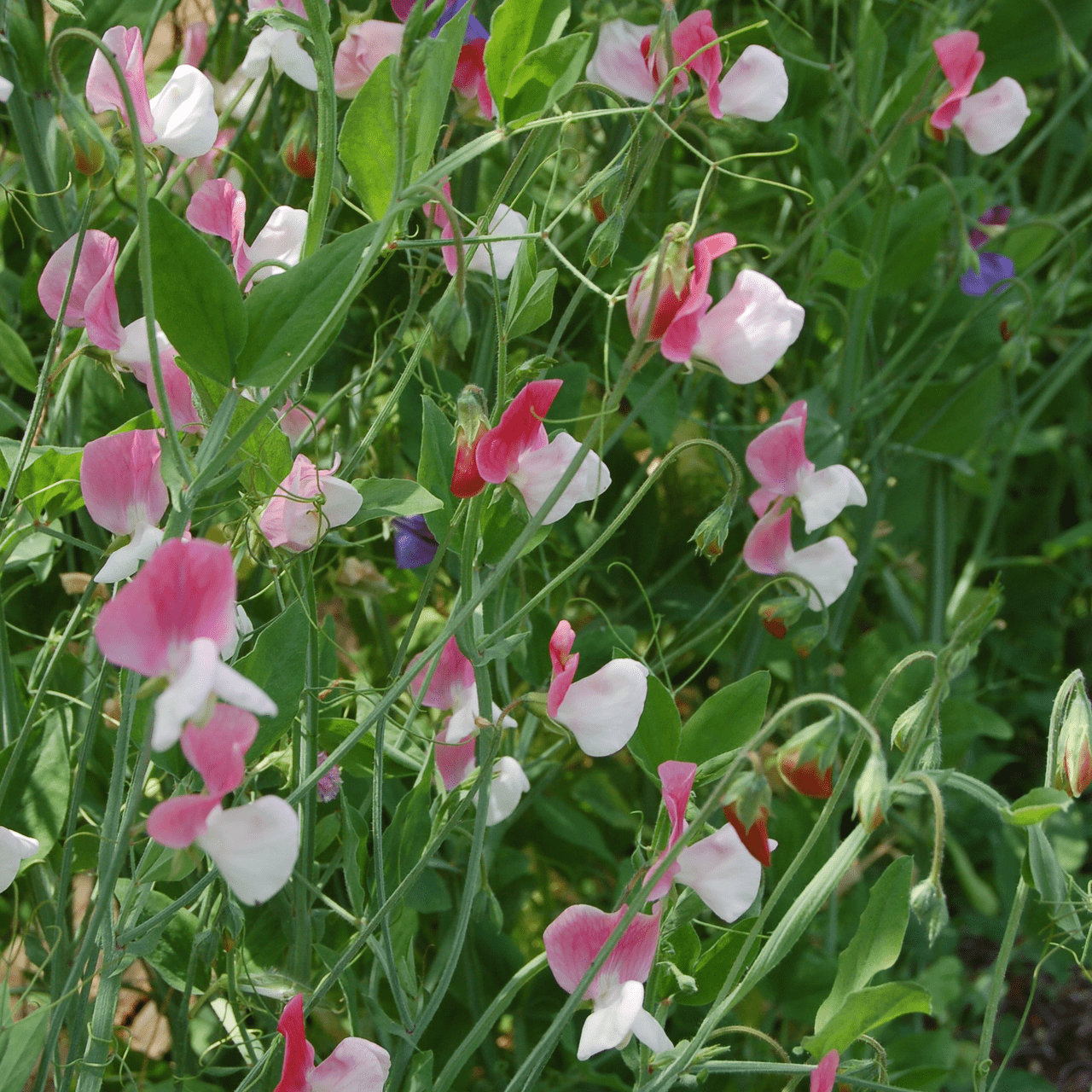 Painted Lady Sweet Pea Seeds (Lathyrus odoratus cv.) - Shop-orias