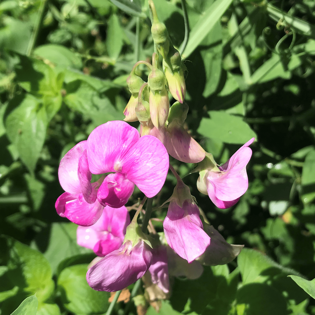 Perennial Pea Seeds (Lathyrus latifolius) - Shop-orias