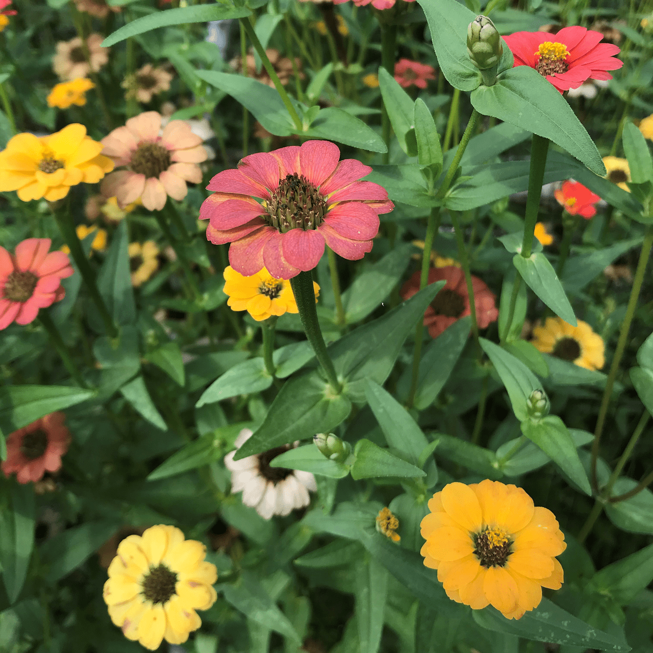Peruvian Zinnia Seeds (Zinnia peruviana) - Shop-orias