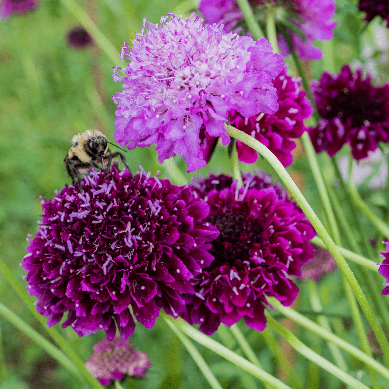Pincushion Flower Seeds (Scabiosa atropurpurea) - Shop-orias