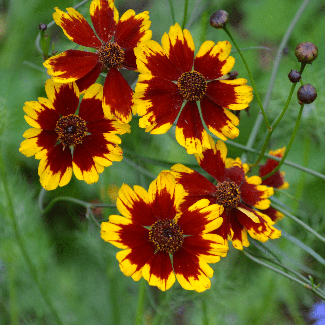 Plains Coreopsis Seeds (Coreopsis tinctoria) - Shop-orias