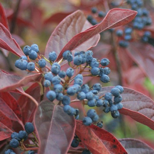 Possum Haw (Viburnum nudum) - Shop-orias