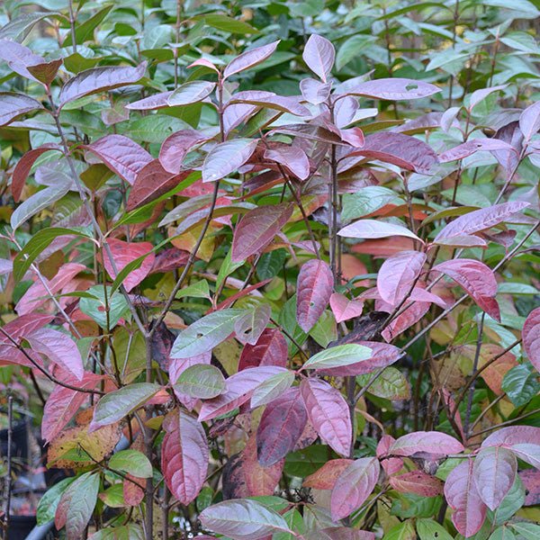 Possum Haw (Viburnum nudum) - Shop-orias