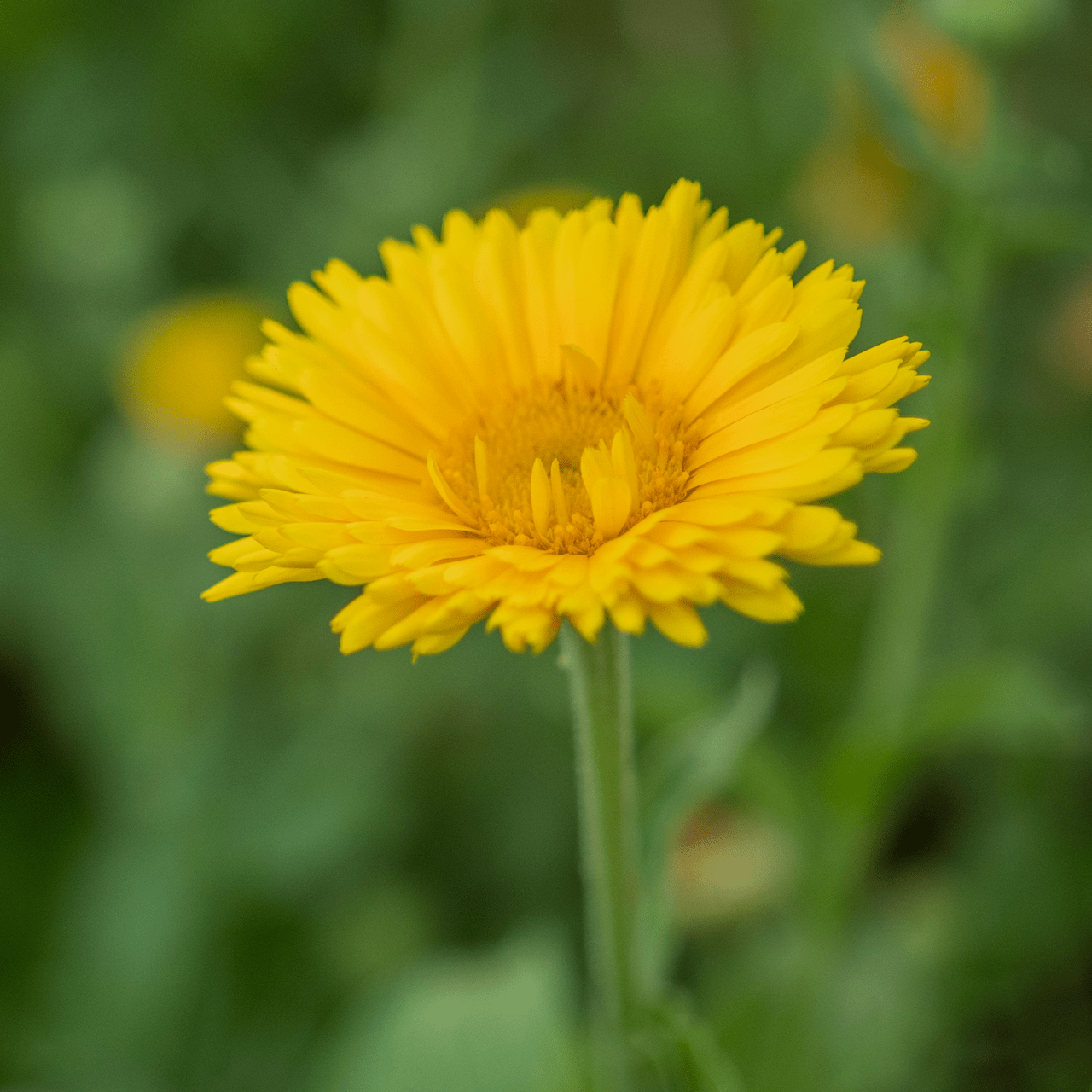 Pot Marigold - Calendula Seeds (Calendula officinalis) - Shop-orias