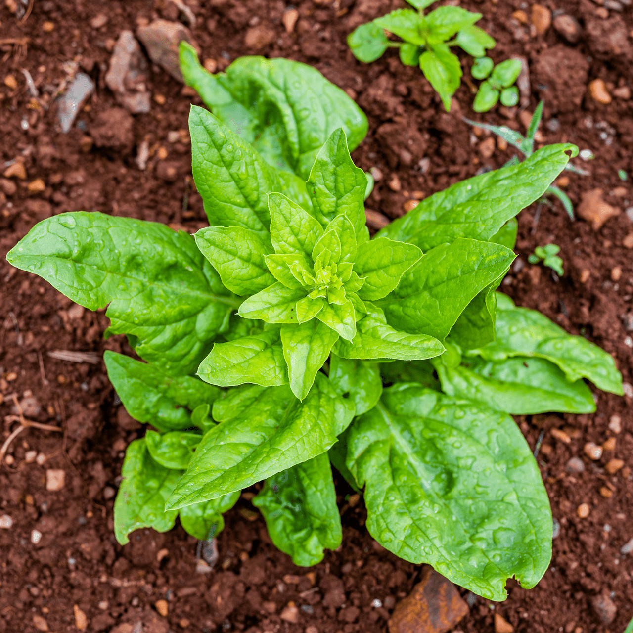 Prickly - seeded Spinach Seeds (Spinacia oleracea) - Shop-orias
