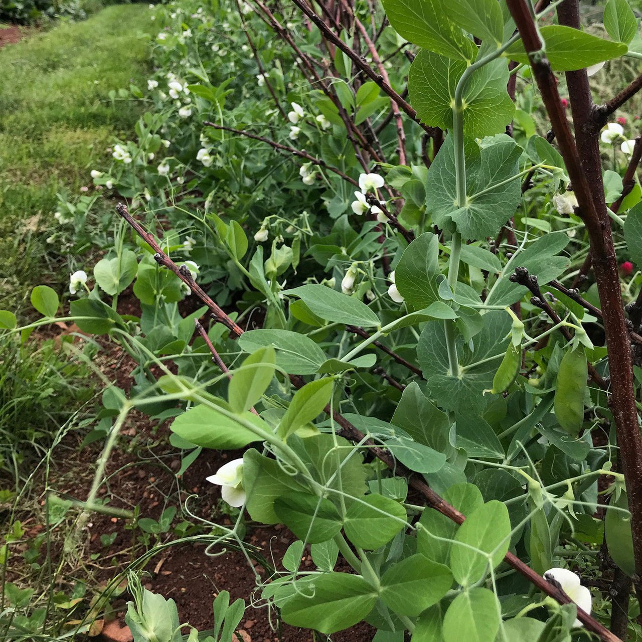Prussian Blue Pea Seeds (Pisum sativum cv.) - Shop-orias