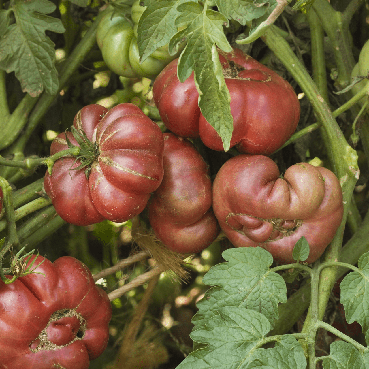 Purple Calabash Tomato Seeds (Solanum lycopersicum cv.) - Shop-orias