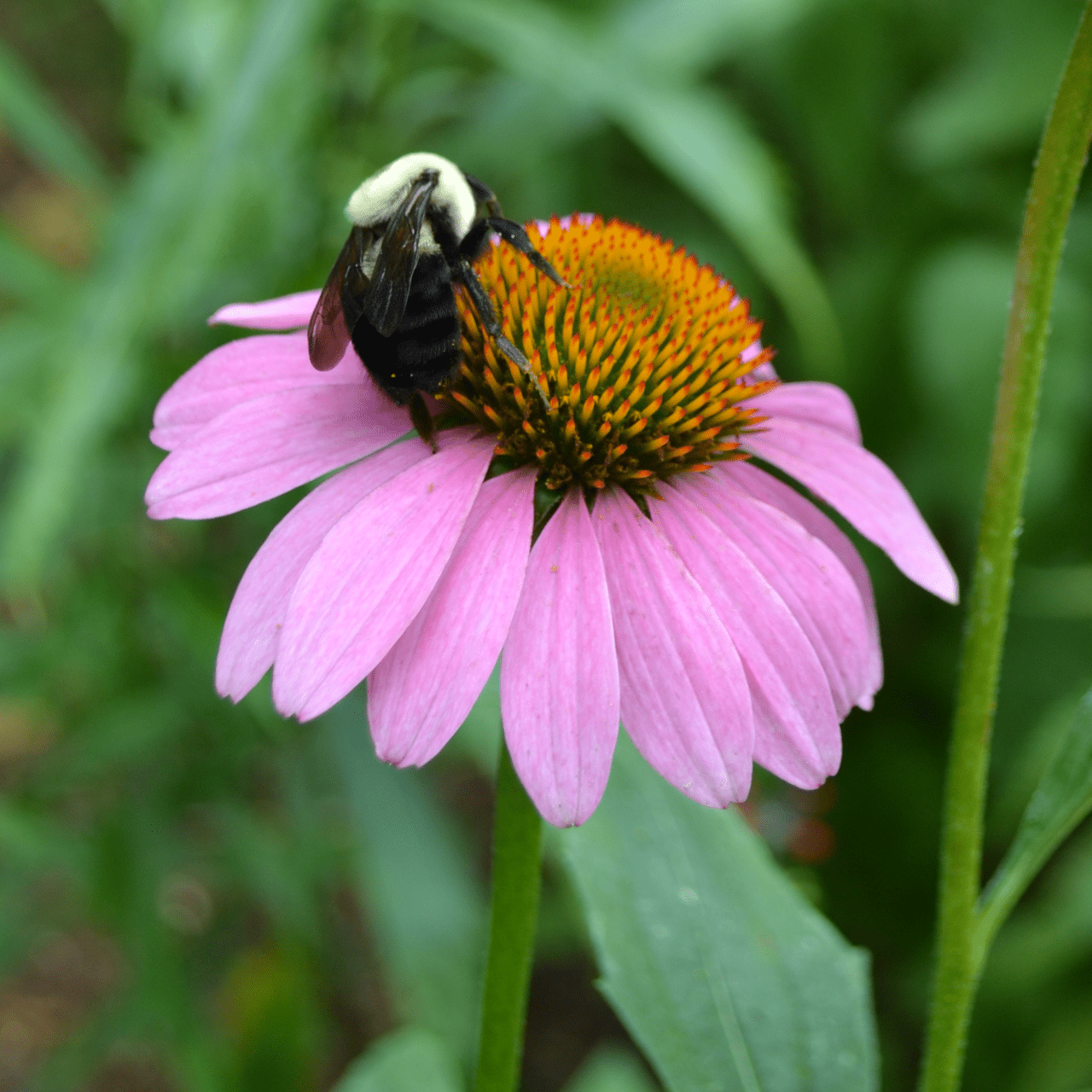 Purple Coneflower Seeds (Echinacea purpurea) - Shop-orias