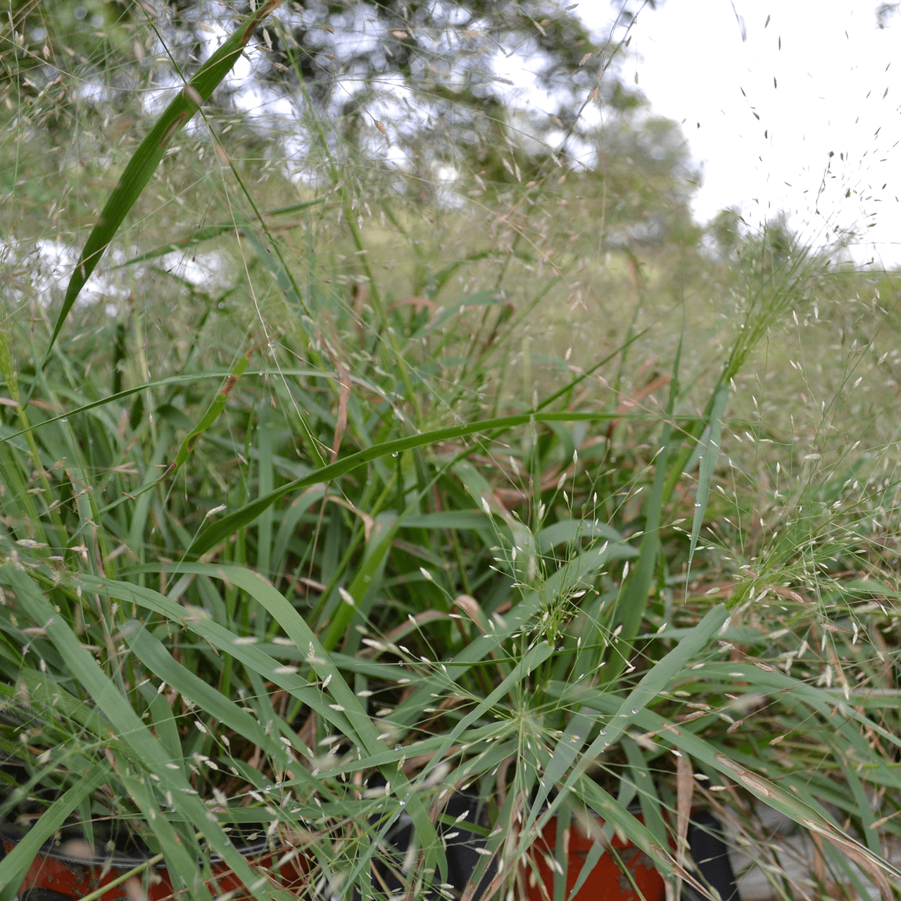 Purple Lovegrass (Eragrostis spectabilis) - Shop-orias