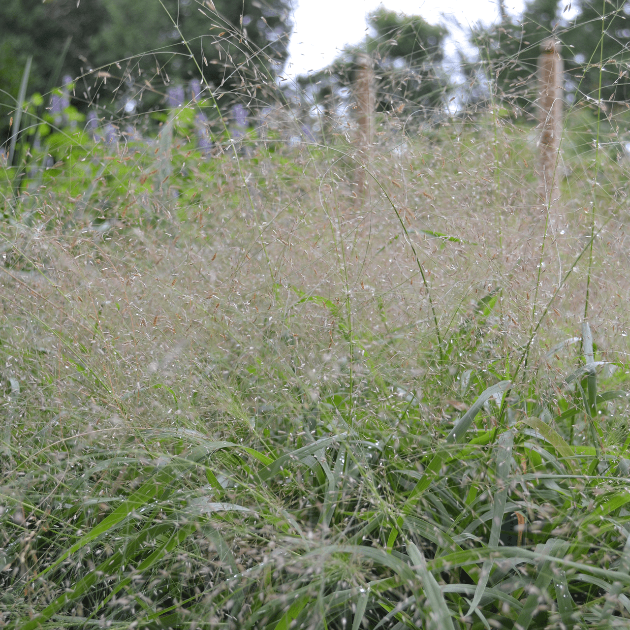Purple Lovegrass (Eragrostis spectabilis) - Shop-orias