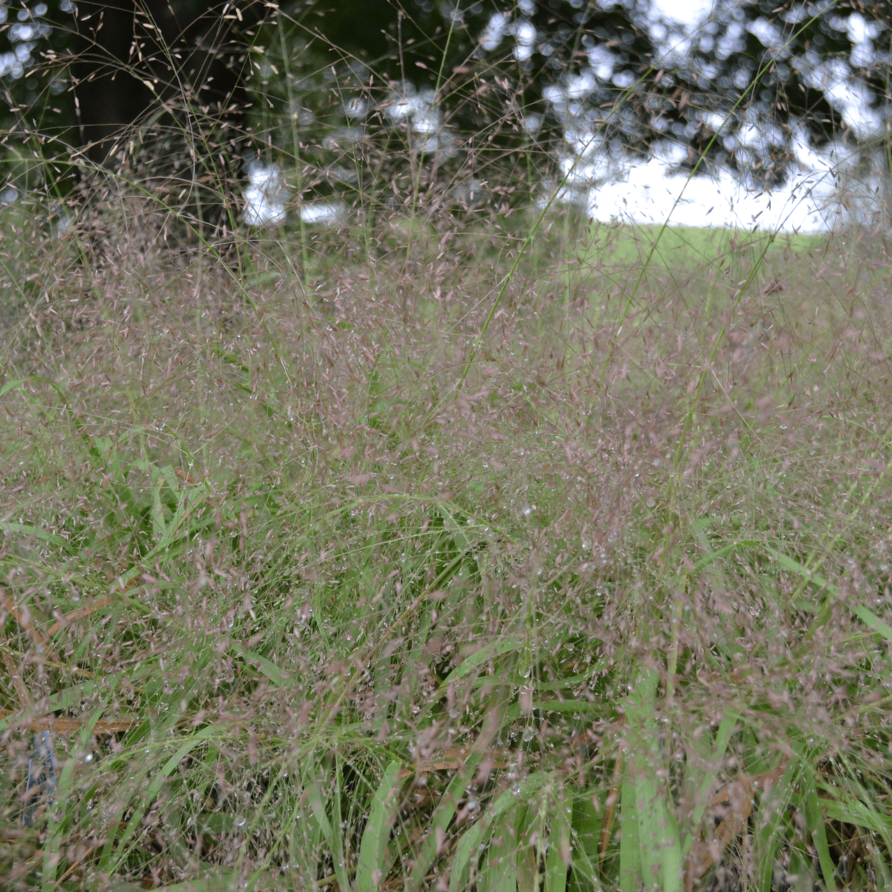 Purple Lovegrass (Eragrostis spectabilis) - Shop-orias