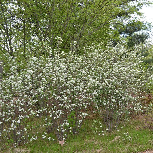 Red Chokeberry (Aronia arbutifolia) - Shop-orias
