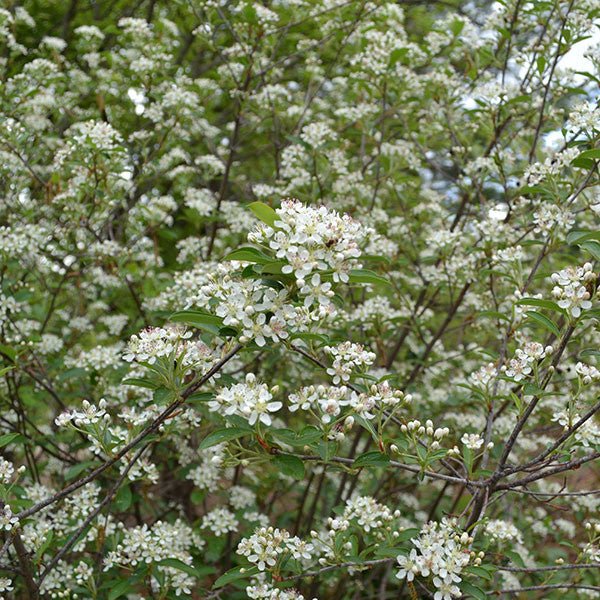 Red Chokeberry (Aronia arbutifolia) - Shop-orias