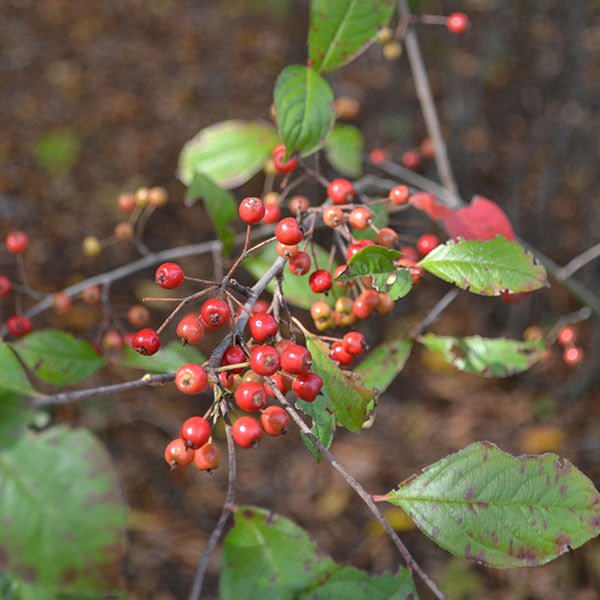 Red Chokeberry (Aronia arbutifolia) - Shop-orias
