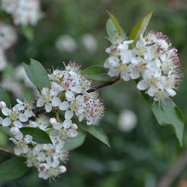 Red Chokeberry (Aronia arbutifolia) - Shop-orias