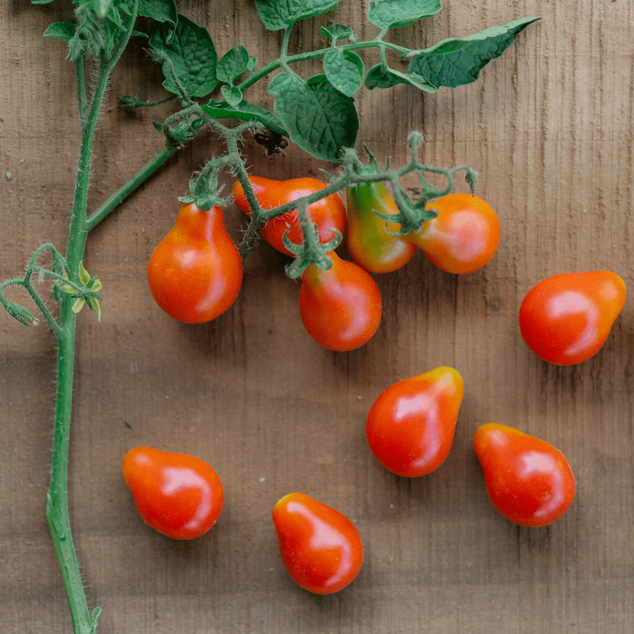 Red Fig Tomato Seeds (Solanum lycopersicum cv.) - Shop-orias