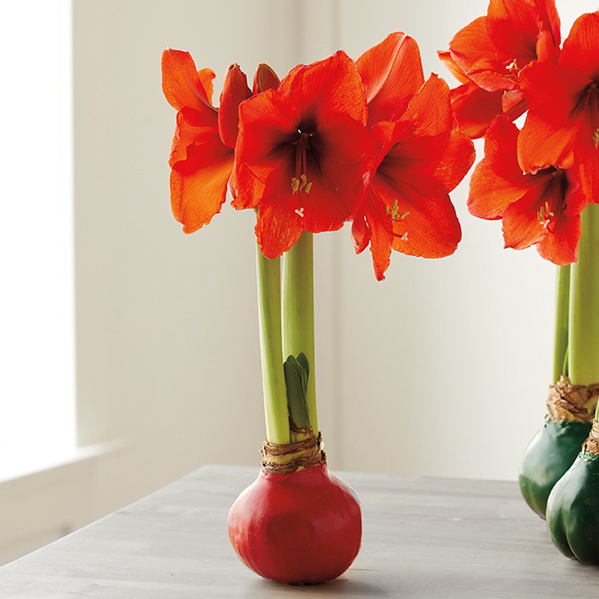 Red Wax Amaryllis Bulb - Shop-orias