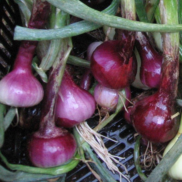Red Wethersfield Onion Seeds (Allium cepa cv.) - Shop-orias