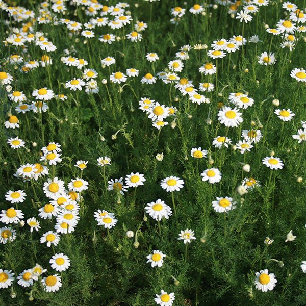 Roman Chamomile Seeds (Chamaemelum nobile) - Shop-orias