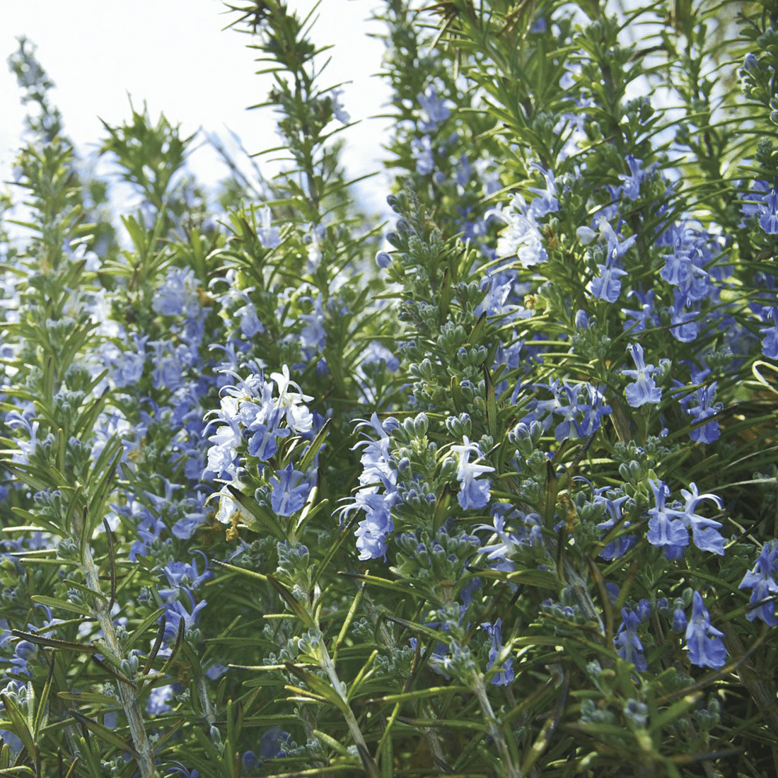 Rosemary Seeds (Rosmarinus officinalis) - Shop-orias