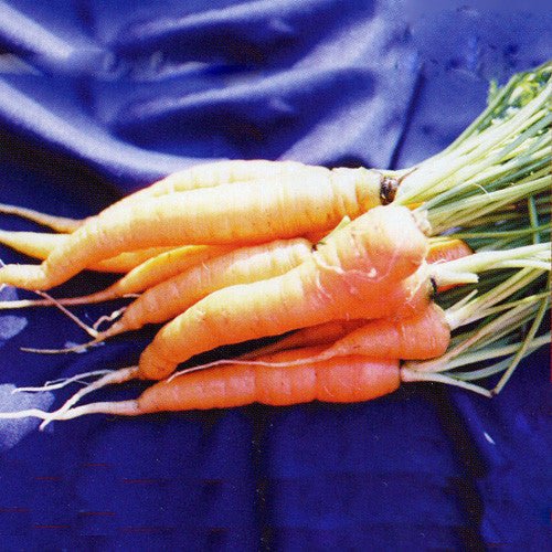 Rouge Demi - Longue de Chantenay Carrot Seeds (Daucus carota cv.) - Shop-orias