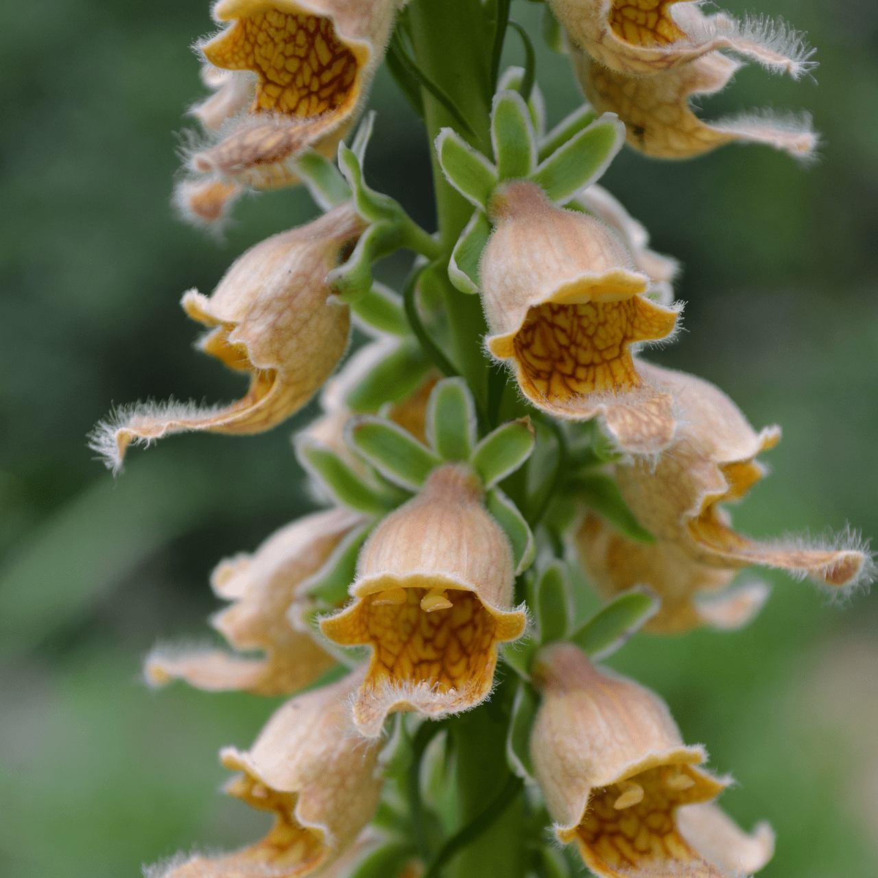 Rusty Foxglove Seeds (Digitalis ferruginea) - Shop-orias