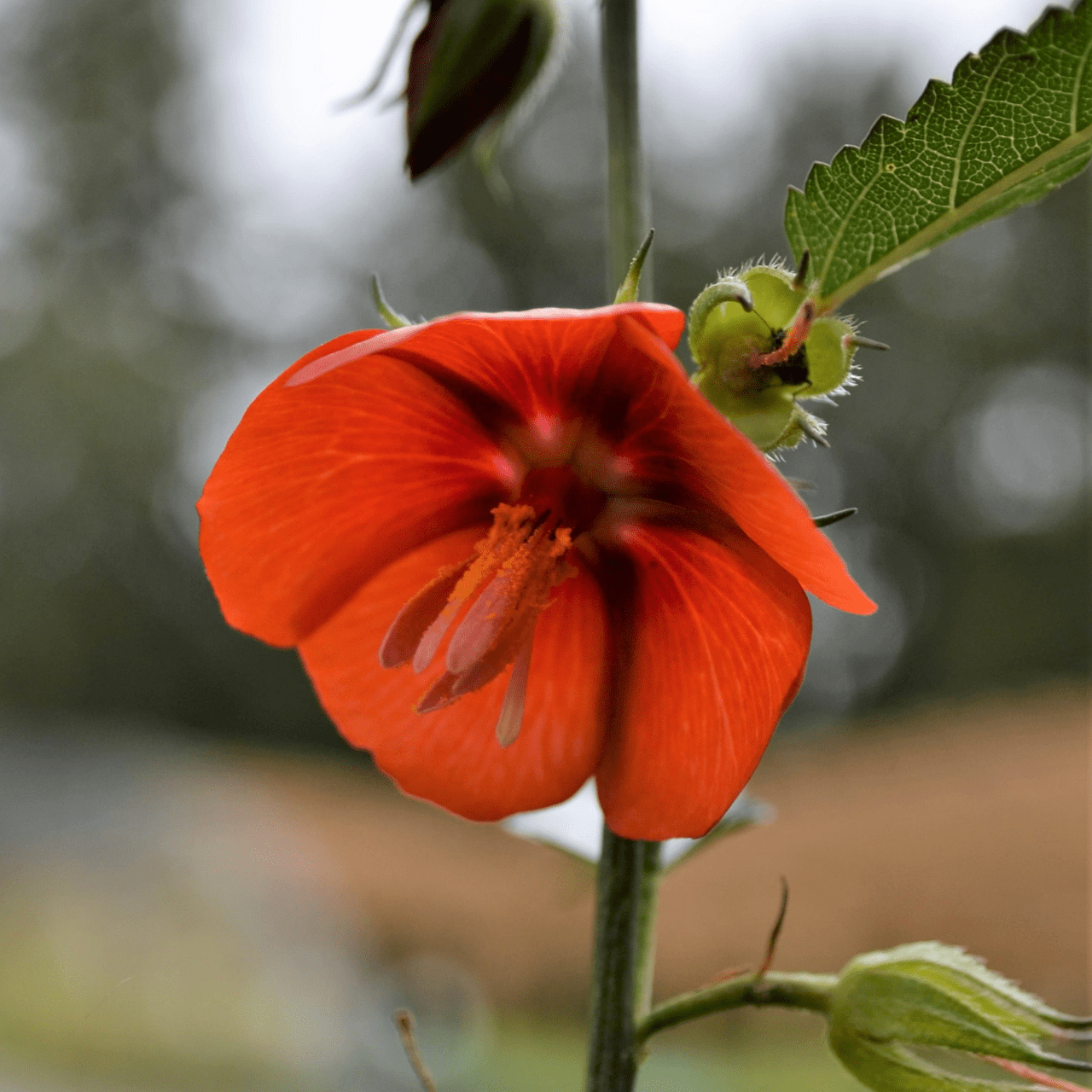 Scarlet Pentapetes Seeds (Pentapetes phoenicea) - Shop-orias
