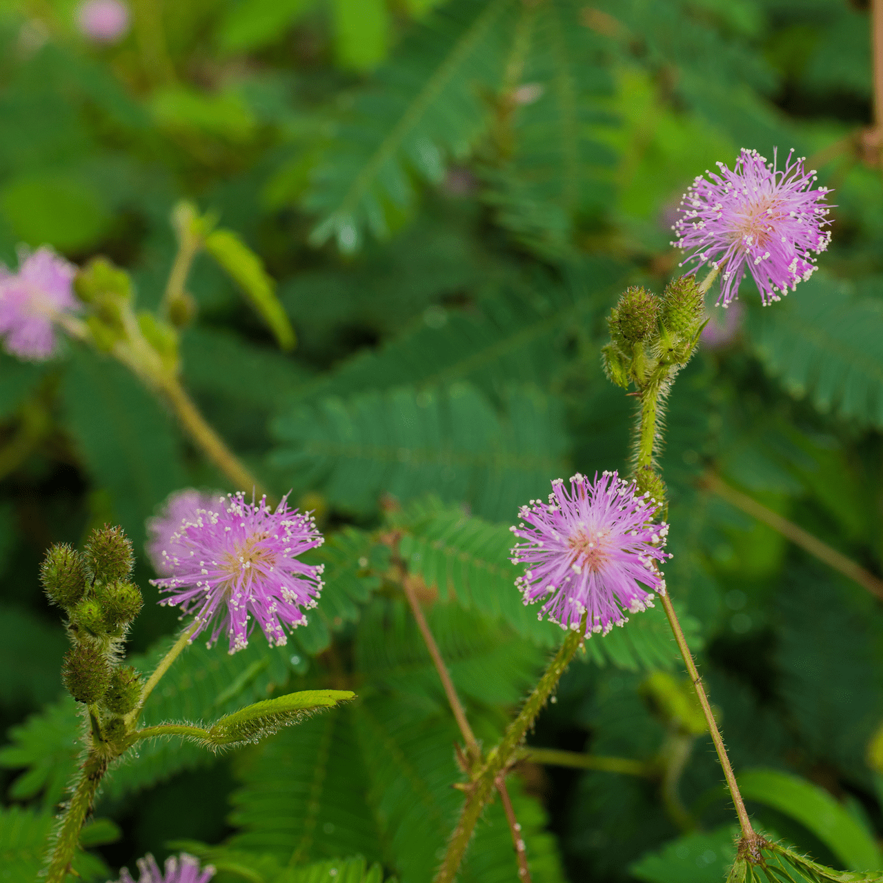 Sensitive Plant Seeds (Mimosa pudica) - Shop-orias