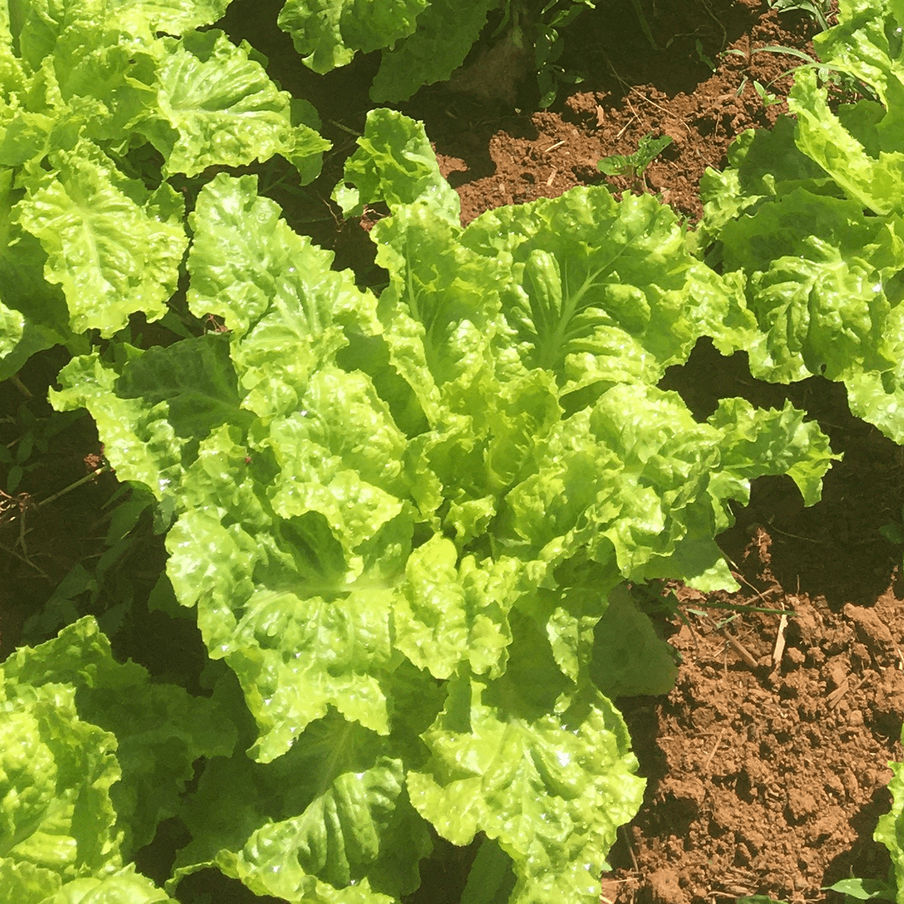 Silesia Lettuce Seeds (Lactuca sativa cv.) - Shop-orias