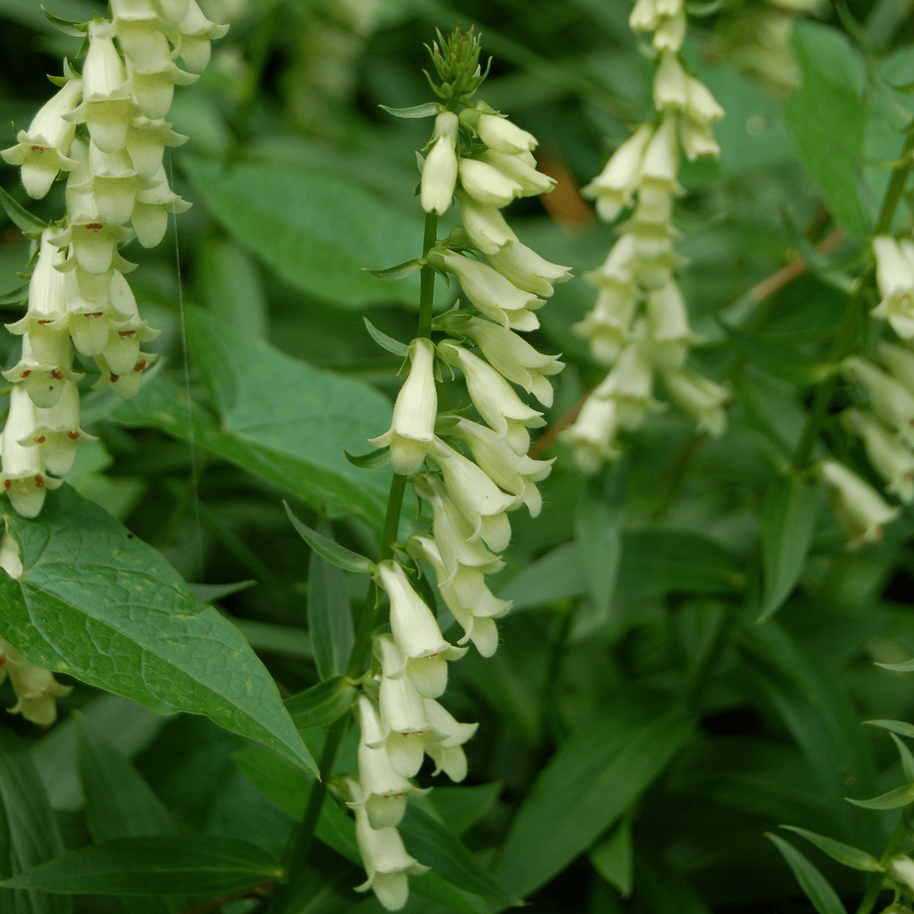 Small Yellow Foxglove Seeds (Digitalis lutea) - Shop-orias