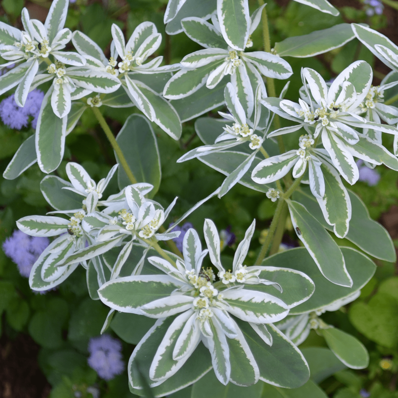 Snow - on - the - Mountain Seeds (Euphorbia marginata) - Shop-orias
