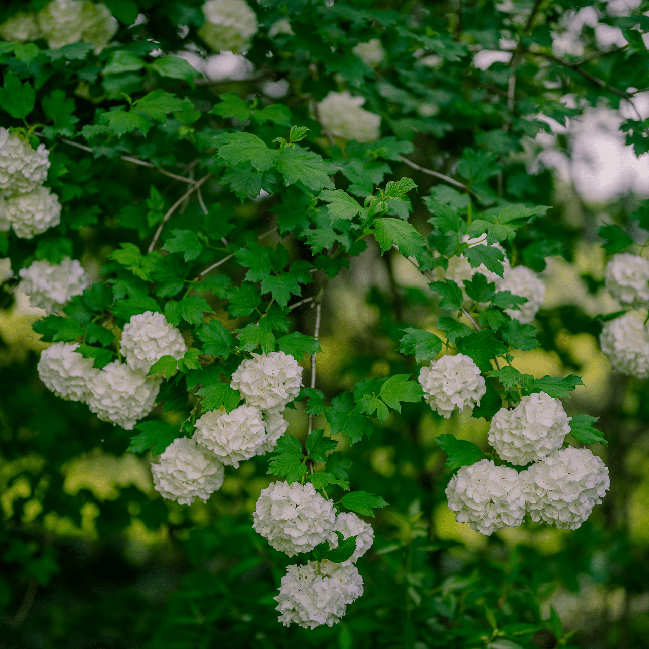 Snowball Bush (Viburnum opulus roseum) - Shop-orias