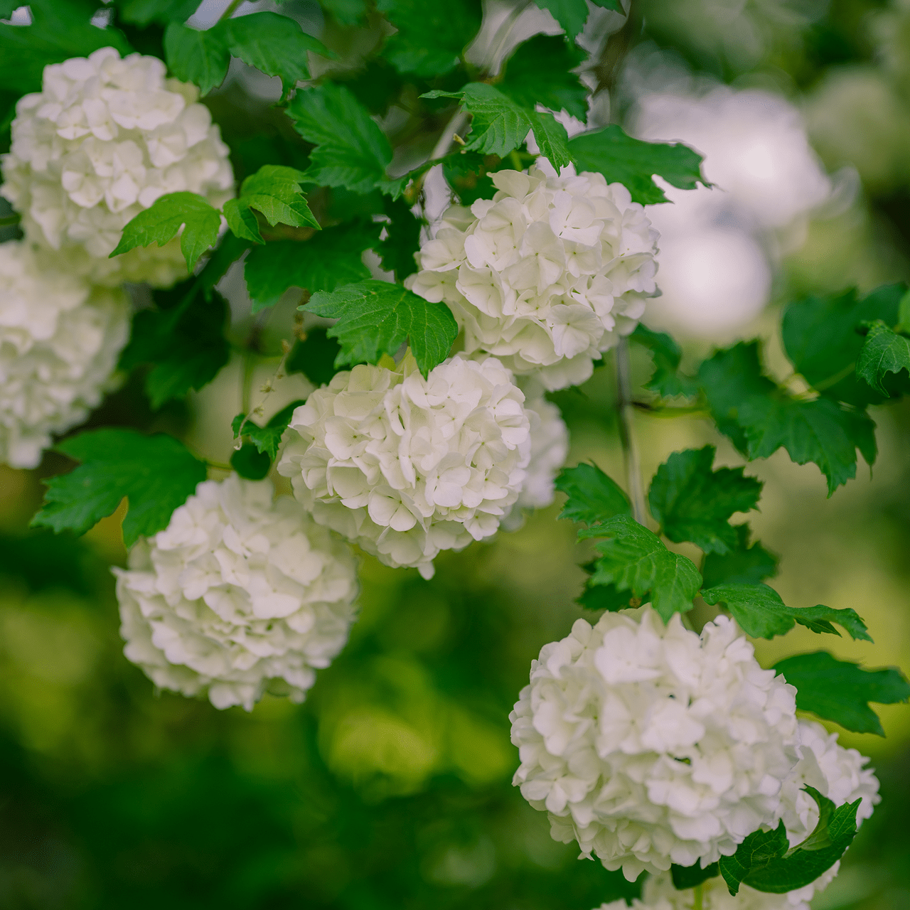 Snowball Bush (Viburnum opulus roseum) - Shop-orias