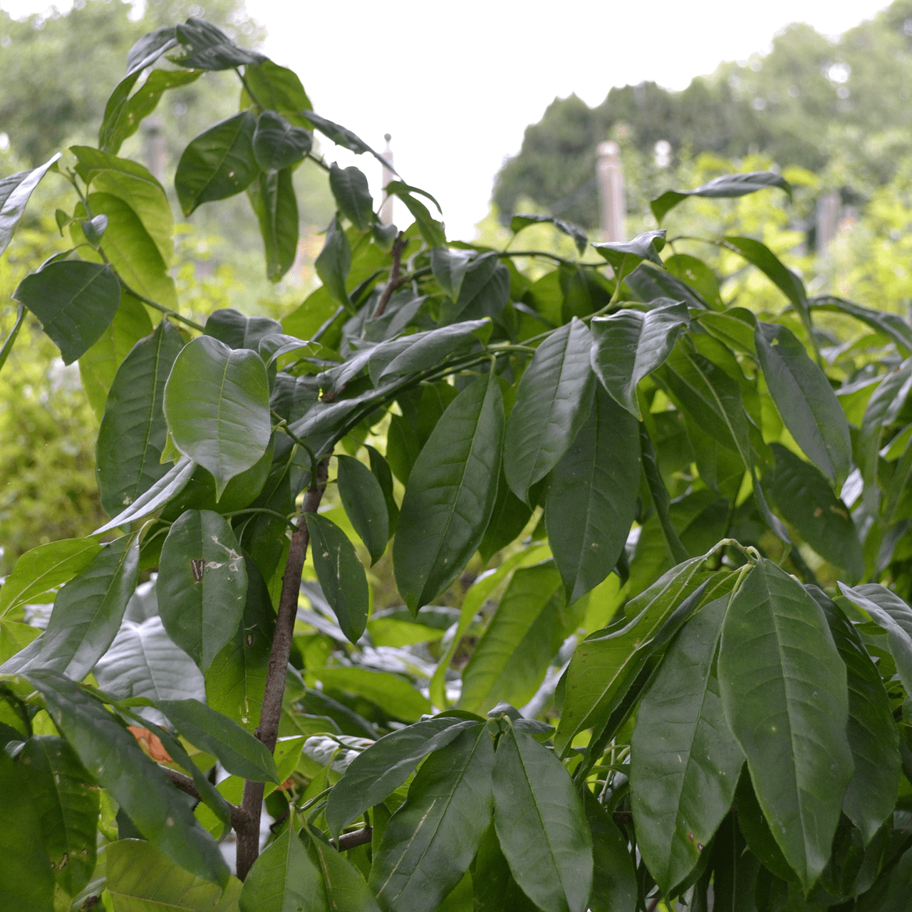 Sourwood (Oxydendrum arboreum) - Shop-orias