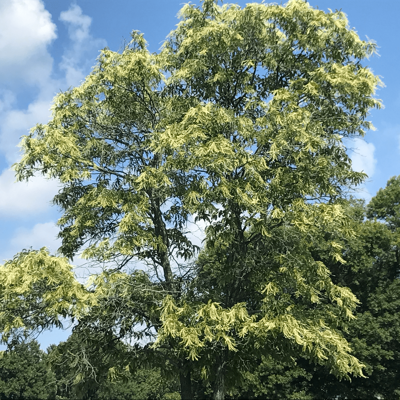 Sourwood (Oxydendrum arboreum) - Shop-orias