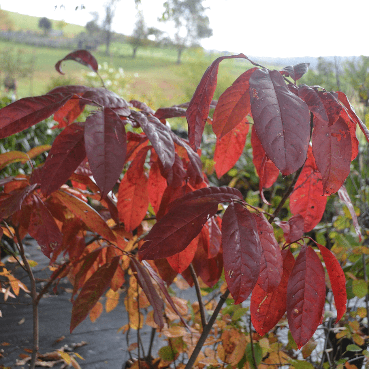 Sourwood (Oxydendrum arboreum) - Shop-orias
