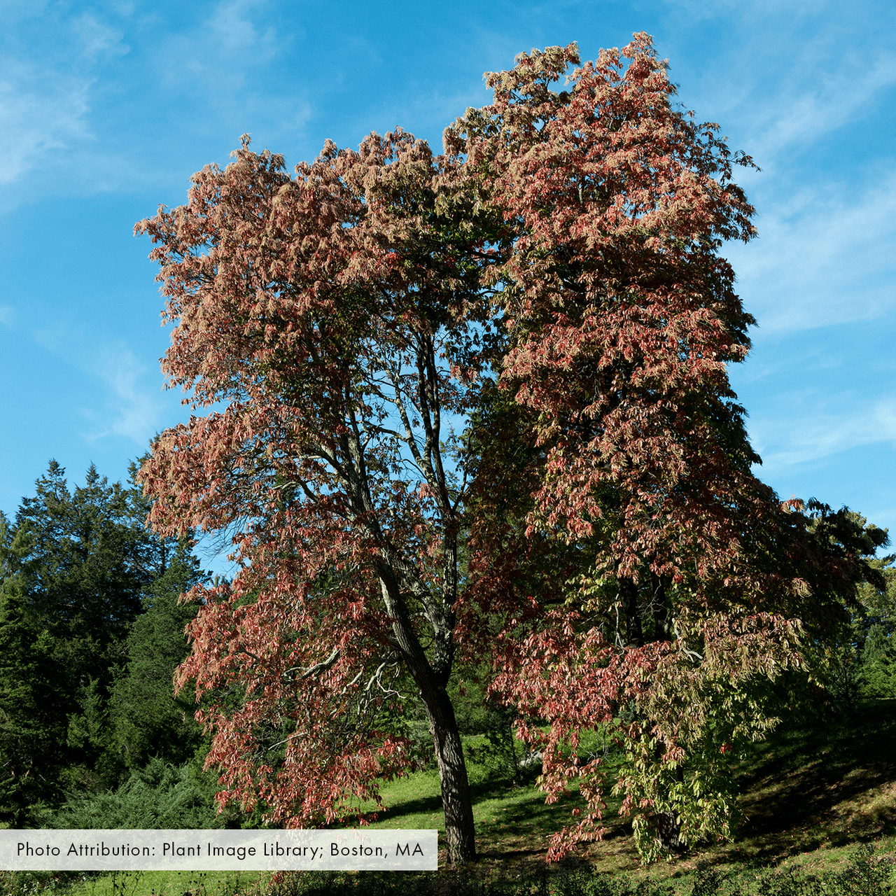 Sourwood (Oxydendrum arboreum) - Shop-orias
