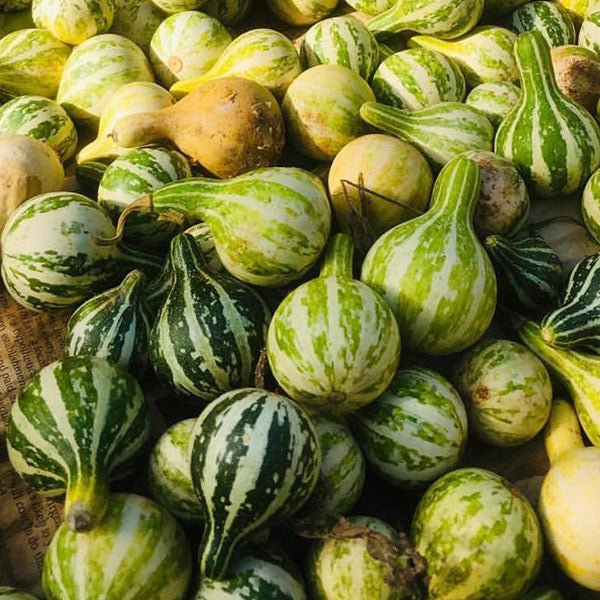 Spinning Gourd Seeds (Cucurbita pepo var. ovifera) - Shop-orias