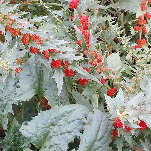 Strawberry Spinach Seeds (Chenopodium capitatum) - Shop-orias