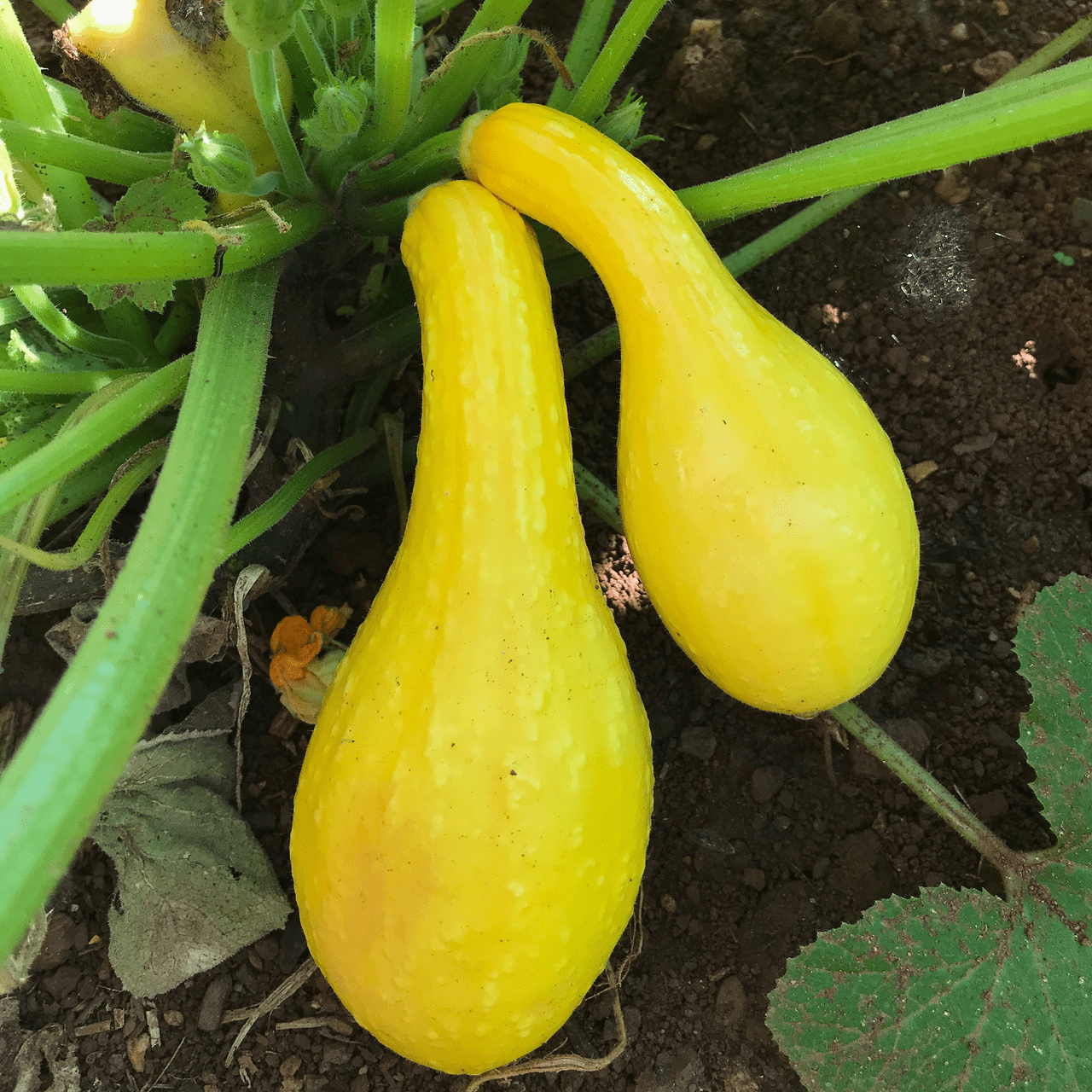 Summer Crookneck Squash Seeds (Cucurbita pepo cv.) - Shop-orias