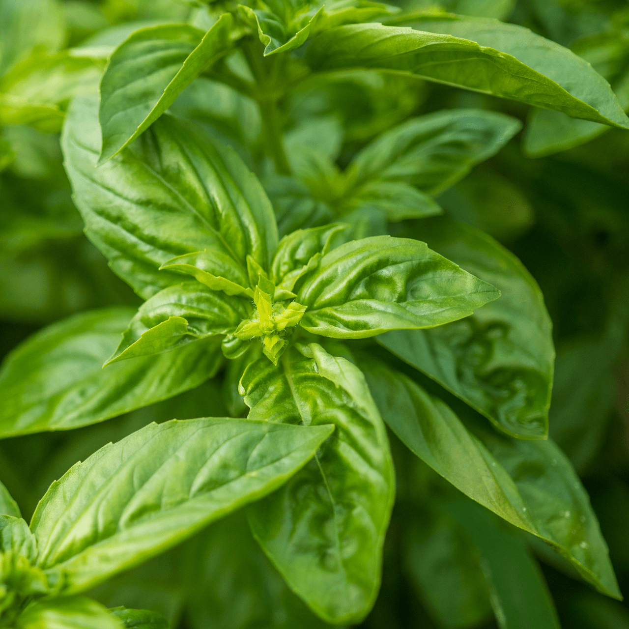 Sweet Basil Seeds (Ocimum basilicum) - Shop-orias