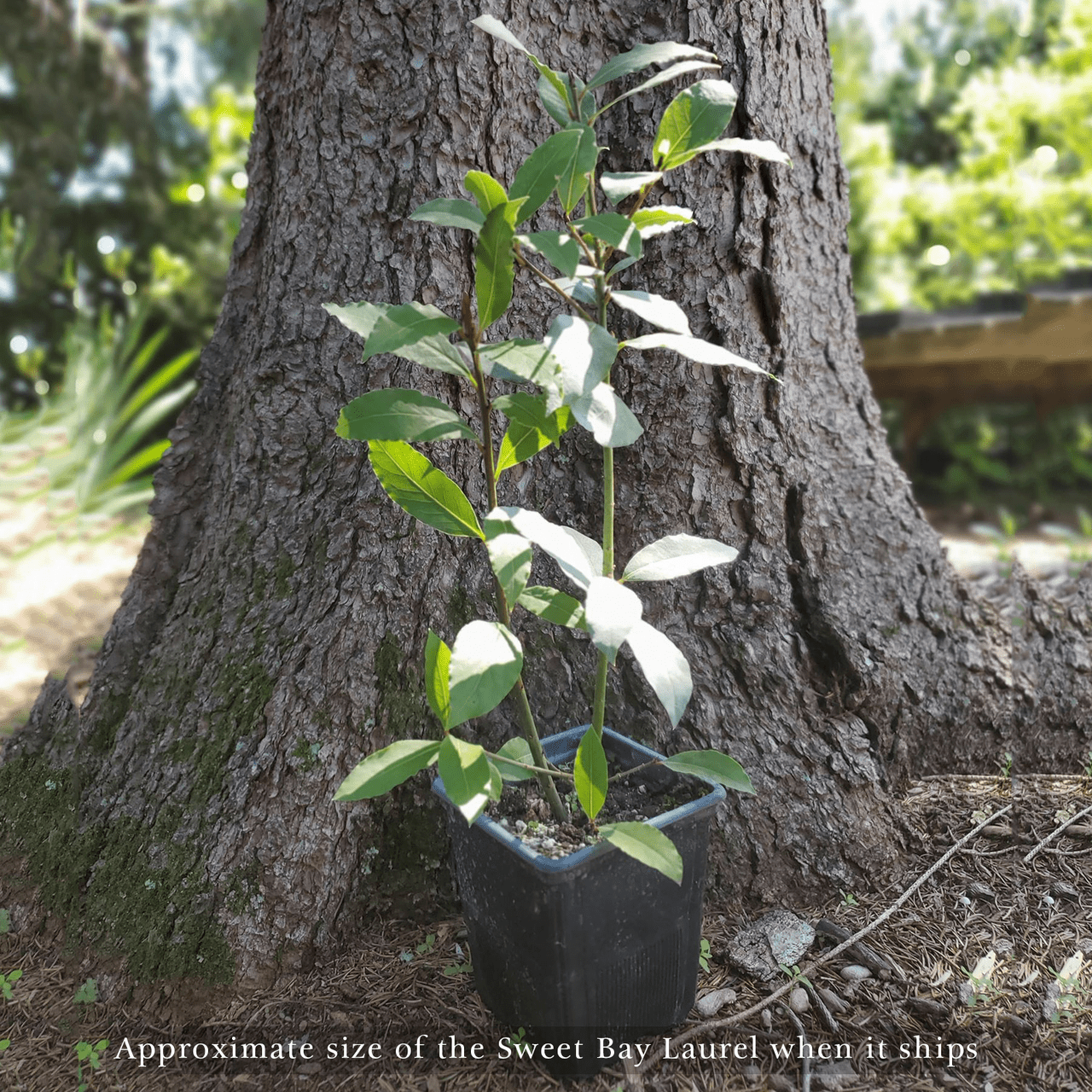 Sweet Bay Laurel (Laurus nobilis) - Shop-orias