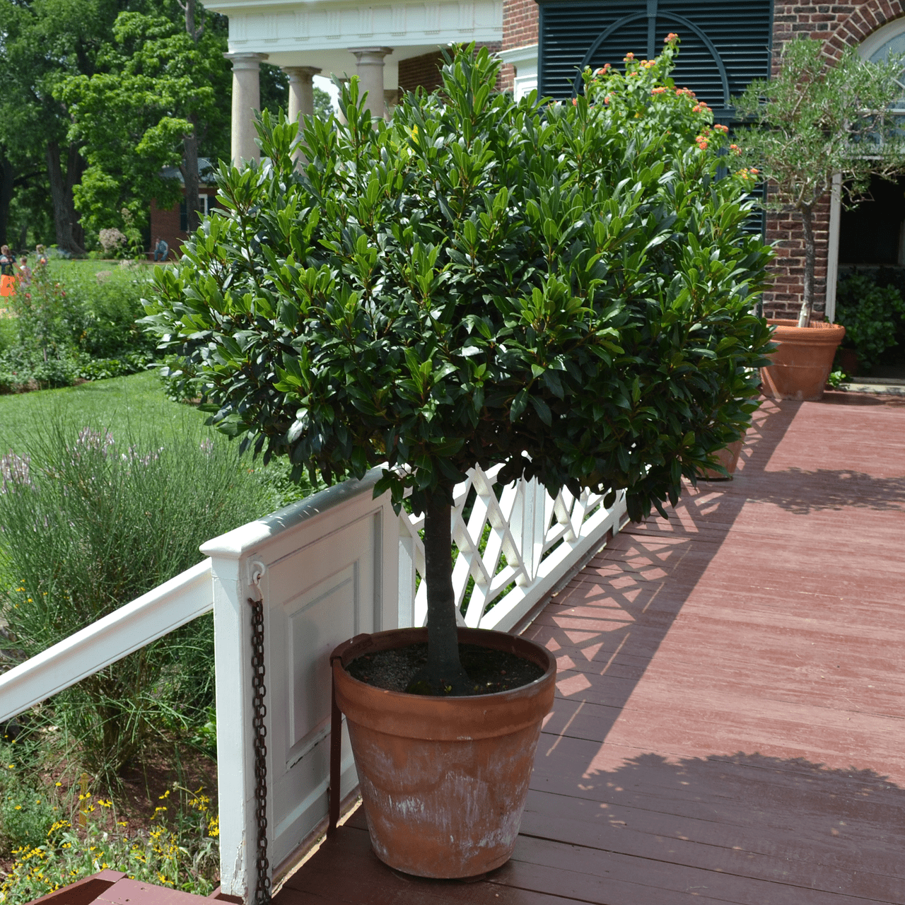 Sweet Bay Laurel (Laurus nobilis) - Shop-orias
