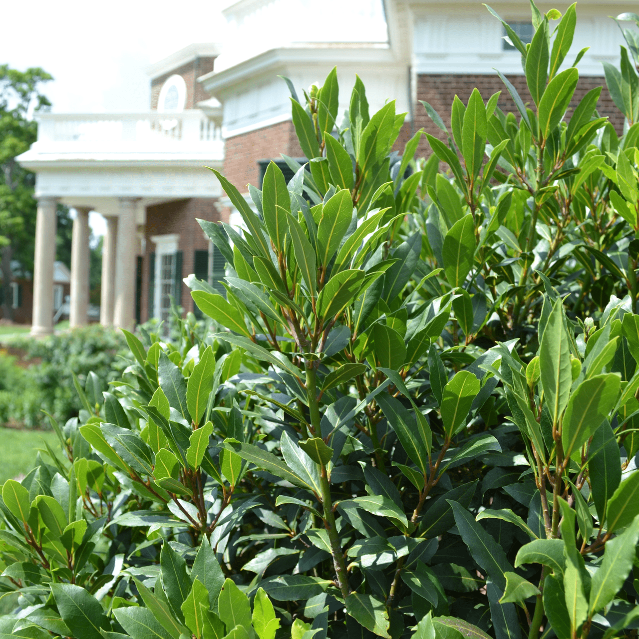 Sweet Bay Laurel (Laurus nobilis) - Shop-orias