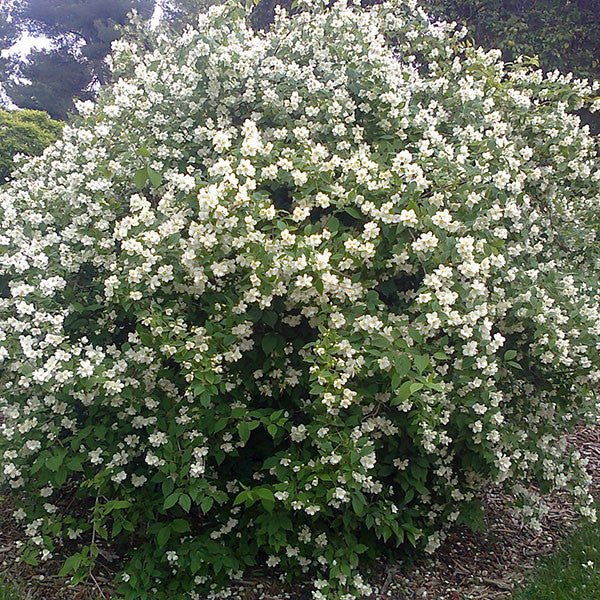 Sweet Mockorange (Philadelphus coronarius) - Shop-orias
