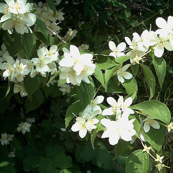 Sweet Mockorange (Philadelphus coronarius) - Shop-orias