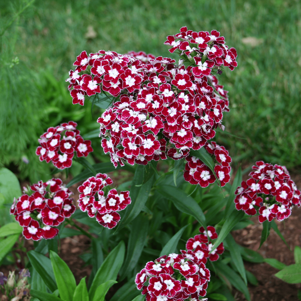 Sweet William Seeds (Dianthus barbatus) - Shop-orias